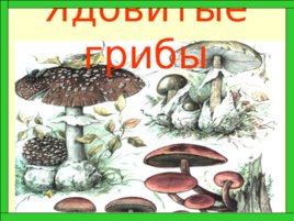Царство грибов, слайд 30