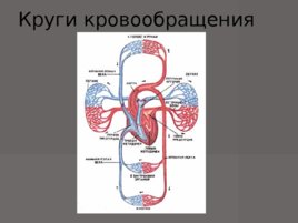 Анатомия - сердечно сосудистой системы, слайд 23