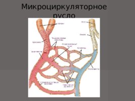 Анатомия - сердечно сосудистой системы, слайд 26