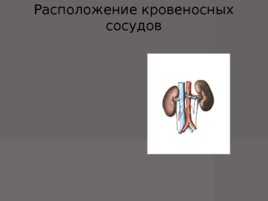 Анатомия - сердечно сосудистой системы, слайд 28