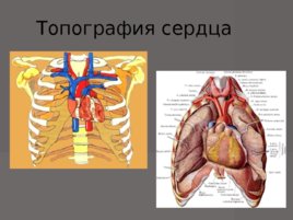 Анатомия - сердечно сосудистой системы, слайд 30