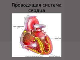 Анатомия - сердечно сосудистой системы, слайд 35