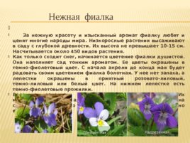 Первоцветы (04,11), слайд 13