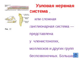 Координация и регуляция процессов жизнедеятельности живых организмов, слайд 17
