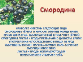 Лесные ягоды Болотнинского района, слайд 3
