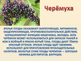 Лесные ягоды Болотнинского района, слайд 6