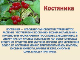 Лесные ягоды Болотнинского района, слайд 7