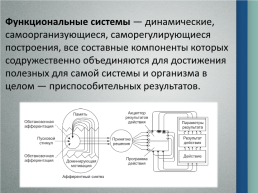 Системогенез и теория функциональных систем П.К. Анохина, слайд 5