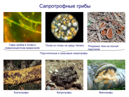 Грибы и грибоподобные организмы (mycota, или fungi), слайд 101