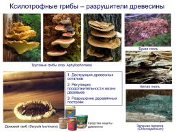 Грибы и грибоподобные организмы (mycota, или fungi), слайд 103