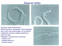 Грибы и грибоподобные организмы (mycota, или fungi), слайд 108