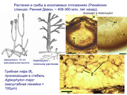 Грибы и грибоподобные организмы (mycota, или fungi), слайд 11