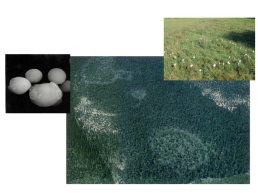 Грибы и грибоподобные организмы (mycota, или fungi), слайд 16