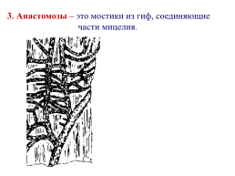 Грибы и грибоподобные организмы (mycota, или fungi), слайд 44