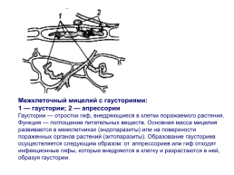 Грибы и грибоподобные организмы (mycota, или fungi), слайд 48