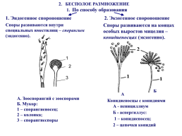 Грибы и грибоподобные организмы (mycota, или fungi), слайд 56