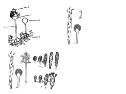 Грибы и грибоподобные организмы (mycota, или fungi), слайд 57