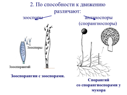 Грибы и грибоподобные организмы (mycota, или fungi), слайд 58