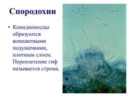 Грибы и грибоподобные организмы (mycota, или fungi), слайд 62