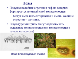 Грибы и грибоподобные организмы (mycota, или fungi), слайд 64