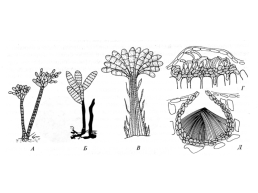Грибы и грибоподобные организмы (mycota, или fungi), слайд 66