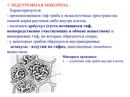Грибы и грибоподобные организмы (mycota, или fungi), слайд 86