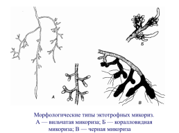 Грибы и грибоподобные организмы (mycota, или fungi), слайд 97