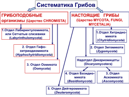 Настоящие грибы (царство mycota, fungi, mycetalia). Грибоподобные организмы (царство chromista)., слайд 1