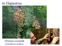 Настоящие грибы (царство mycota, fungi, mycetalia). Грибоподобные организмы (царство chromista)., слайд 13