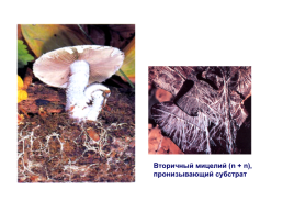Настоящие грибы (царство mycota, fungi, mycetalia). Грибоподобные организмы (царство chromista)., слайд 26