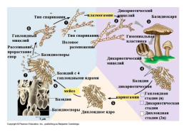 Настоящие грибы (царство mycota, fungi, mycetalia). Грибоподобные организмы (царство chromista)., слайд 32