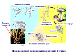 Настоящие грибы (царство mycota, fungi, mycetalia). Грибоподобные организмы (царство chromista)., слайд 33