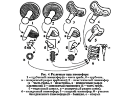 Настоящие грибы (царство mycota, fungi, mycetalia). Грибоподобные организмы (царство chromista)., слайд 44