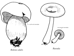 Настоящие грибы (царство mycota, fungi, mycetalia). Грибоподобные организмы (царство chromista)., слайд 49