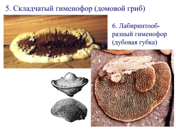 Настоящие грибы (царство mycota, fungi, mycetalia). Грибоподобные организмы (царство chromista)., слайд 54