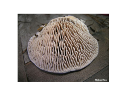 Настоящие грибы (царство mycota, fungi, mycetalia). Грибоподобные организмы (царство chromista)., слайд 55