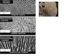 Настоящие грибы (царство mycota, fungi, mycetalia). Грибоподобные организмы (царство chromista)., слайд 56