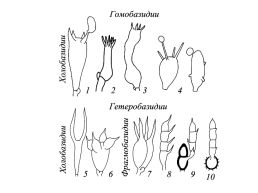 Настоящие грибы (царство mycota, fungi, mycetalia). Грибоподобные организмы (царство chromista)., слайд 60