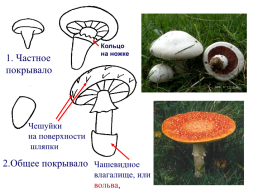 Настоящие грибы (царство mycota, fungi, mycetalia). Грибоподобные организмы (царство chromista)., слайд 66