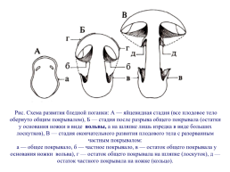 Настоящие грибы (царство mycota, fungi, mycetalia). Грибоподобные организмы (царство chromista)., слайд 67