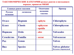 Основы альгологии и микологии, слайд 17