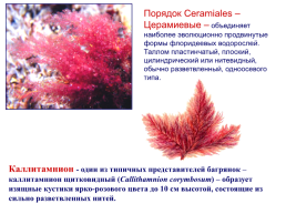 Красные водоросли, слайд 12
