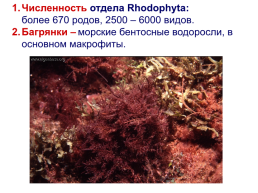 Красные водоросли, слайд 3