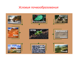 Образование почв и их разнообразие, слайд 7