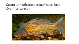 Костистые рыбы (под класс), слайд 16