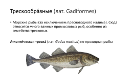 Костистые рыбы (под класс), слайд 20