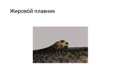 Костистые рыбы (под класс), слайд 6
