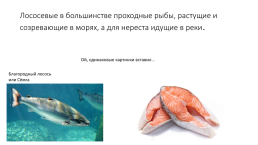 Костистые рыбы (под класс), слайд 7