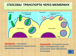Органоиды клетки, слайд 8