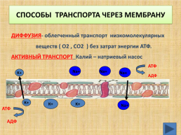 Органоиды клетки, слайд 9
